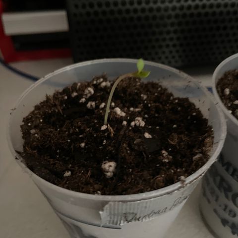 Durban Poison ☠️ growlog timeline photo
