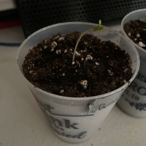 Durban Poison ☠️ growlog timeline photo
