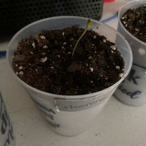 Hazanana 🎄 growlog timeline photo