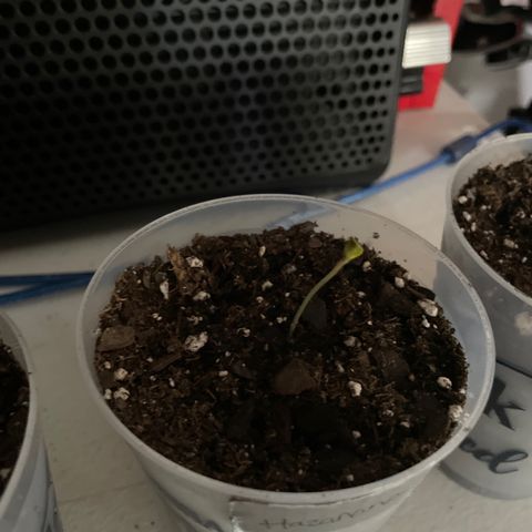 Hazanana 🎄 growlog timeline photo