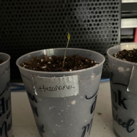 Hazanana 🎄 growlog timeline photo