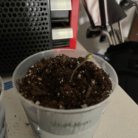 Velvet Moon 🌙  growlog timeline photo