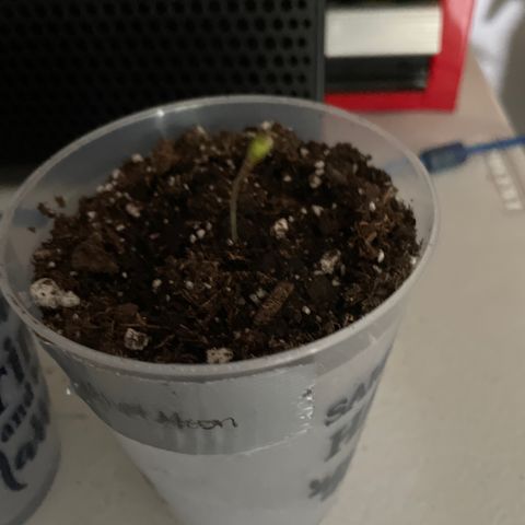 Velvet Moon 🌙  growlog timeline photo