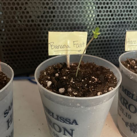 Banana Fast 🍌 growlog timeline photo
