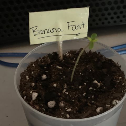 Banana Fast 🍌 growlog timeline photo