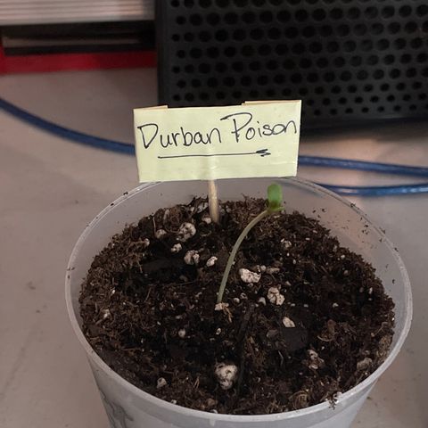 Durban Poison ☠️ growlog timeline photo