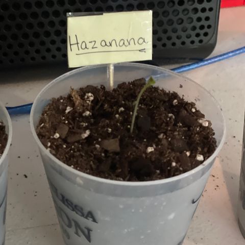 Hazanana 🎄 growlog timeline photo