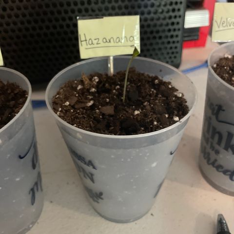 Hazanana 🎄 growlog timeline photo