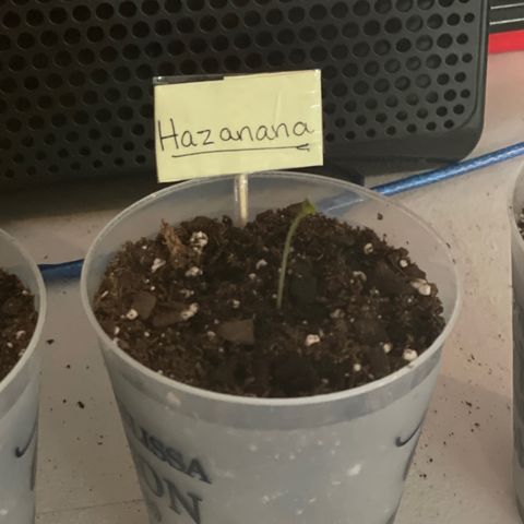 Hazanana 🎄 growlog timeline photo