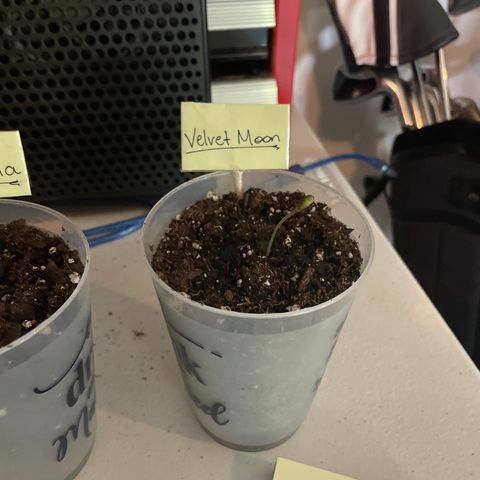 Velvet Moon 🌙  growlog timeline photo