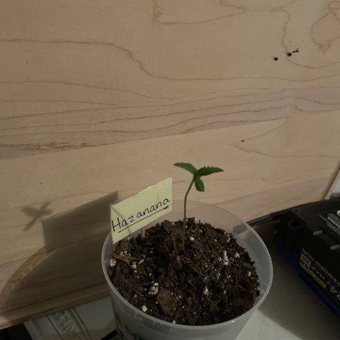 Hazanana 🎄 growlog timeline photo