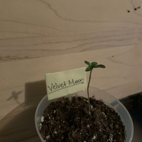 Velvet Moon 🌙  growlog timeline photo