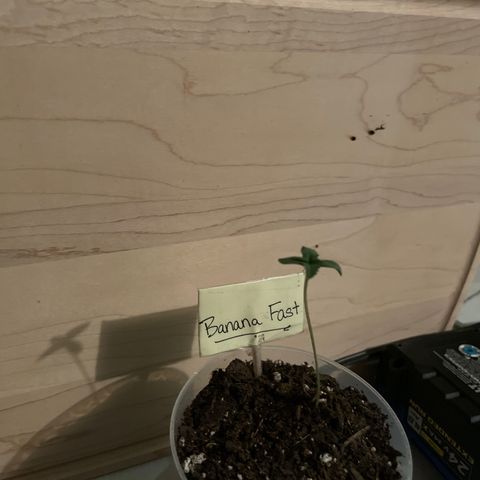 Banana Fast 🍌 growlog timeline photo