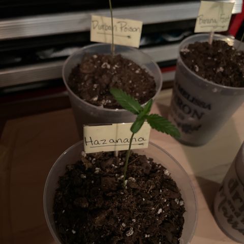 Hazanana 🎄 growlog timeline photo