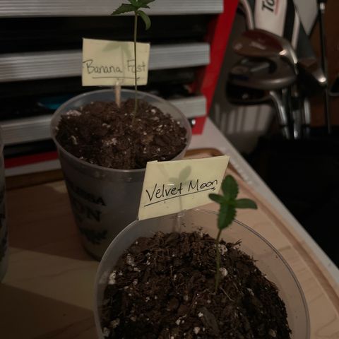 Velvet Moon 🌙  growlog timeline photo