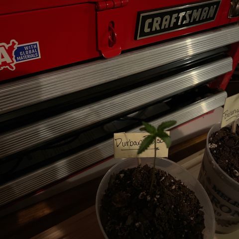 Durban Poison ☠️ growlog timeline photo
