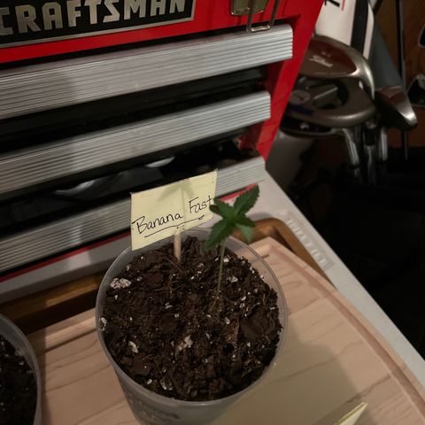 Banana Fast 🍌 growlog timeline photo