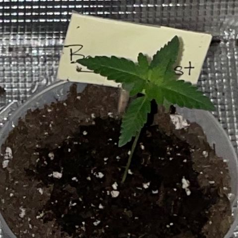 Banana Fast 🍌 growlog timeline photo