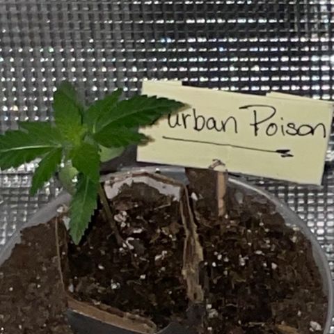 Durban Poison ☠️ growlog timeline photo