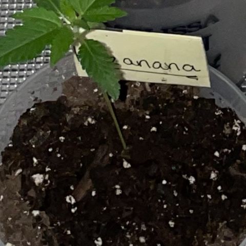 Hazanana 🎄 growlog timeline photo