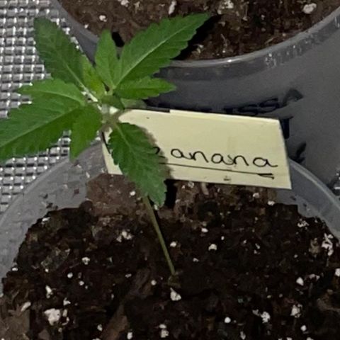 Hazanana 🎄 growlog timeline photo