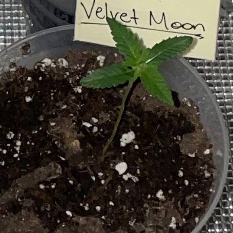 Velvet Moon 🌙  growlog timeline photo