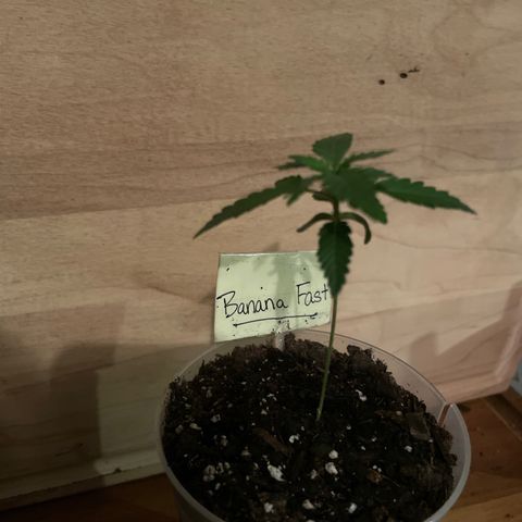 Banana Fast 🍌 growlog timeline photo