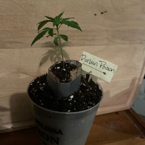 Durban Poison ☠️ growlog timeline photo