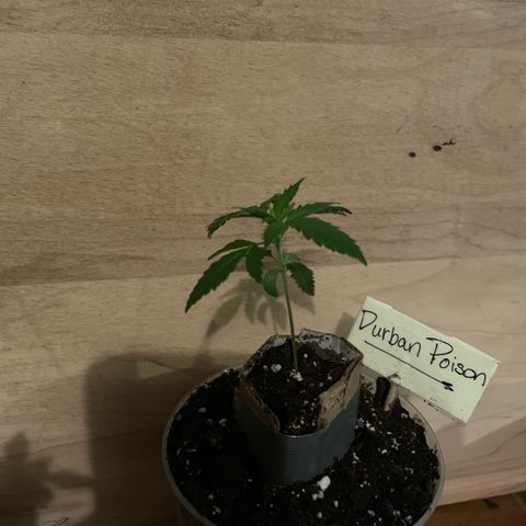 Durban Poison ☠️ growlog timeline photo