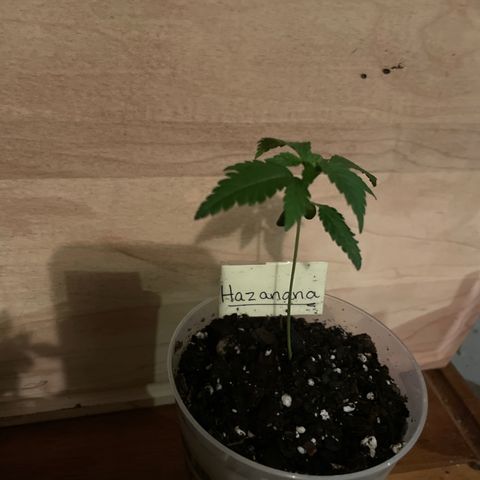 Hazanana 🎄 growlog timeline photo