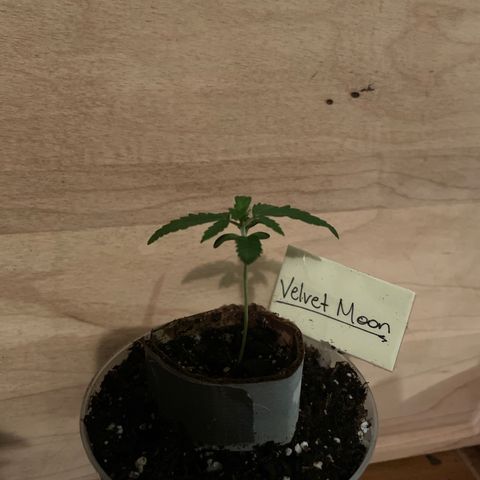Velvet Moon 🌙  growlog timeline photo