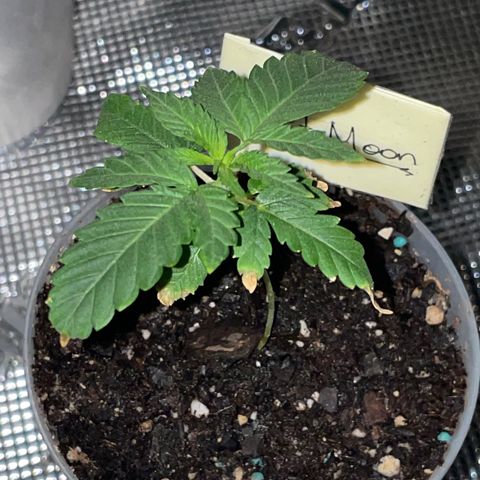 Velvet Moon 🌙  growlog timeline photo