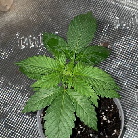 Hazanana 🎄 growlog timeline photo