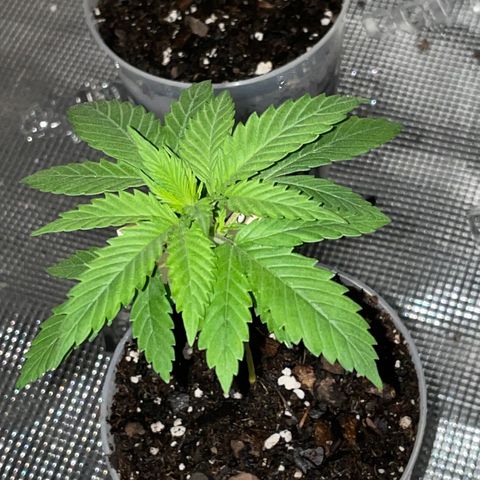 Durban Poison ☠️ growlog timeline photo
