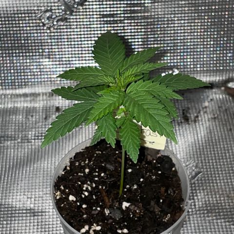 Banana Fast 🍌 growlog timeline photo
