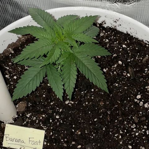 Banana Fast 🍌 growlog timeline photo