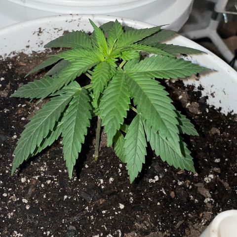 Durban Poison ☠️ growlog timeline photo