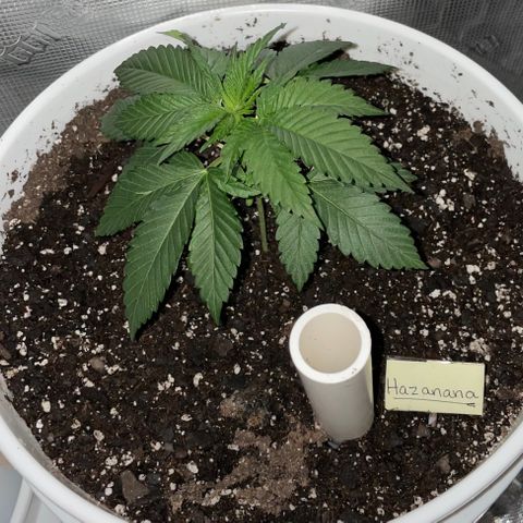 Hazanana 🎄 growlog timeline photo