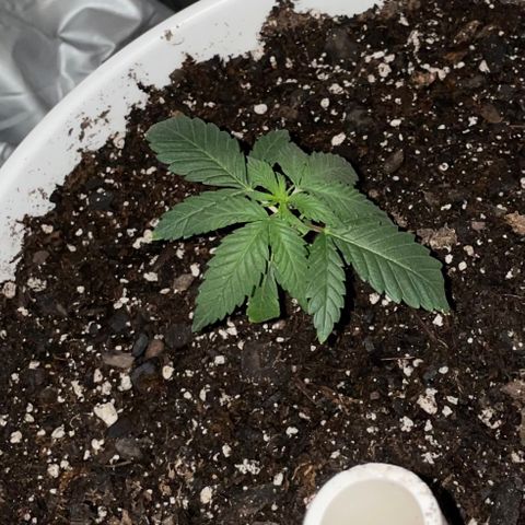 Velvet Moon 🌙  growlog timeline photo