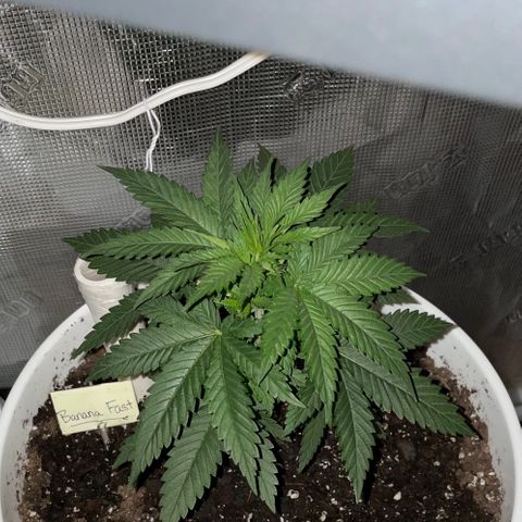 Banana Fast 🍌 growlog timeline photo