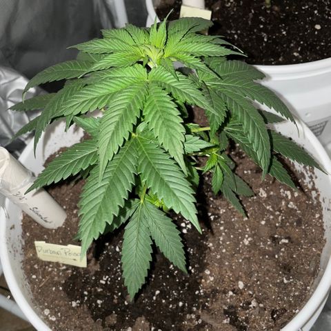 Durban Poison ☠️ growlog timeline photo