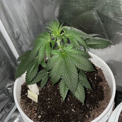 Hazanana 🎄 growlog timeline photo