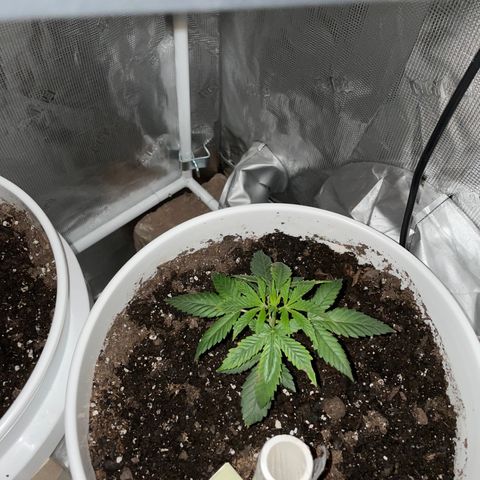 Velvet Moon 🌙  growlog timeline photo