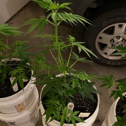 Banana Fast 🍌 growlog timeline photo