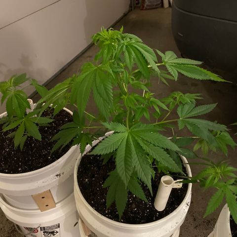 Durban Poison ☠️ growlog timeline photo