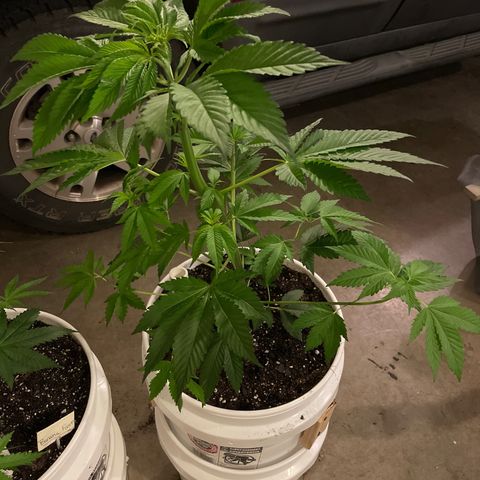 Hazanana 🎄 growlog timeline photo