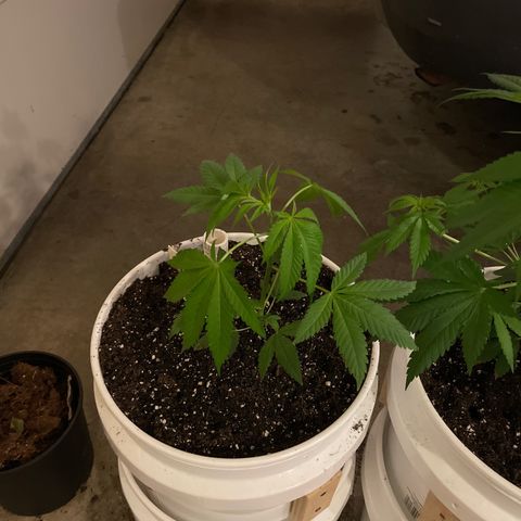 Velvet Moon 🌙  growlog timeline photo