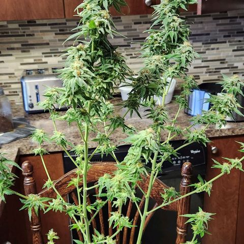 Belle's Breath growlog timeline photo