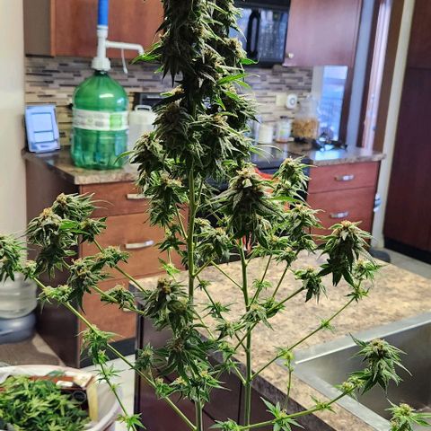 Belle's Breath growlog timeline photo