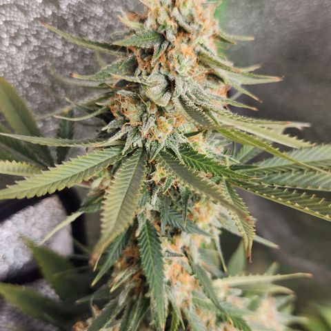 Belle's Breath growlog timeline photo